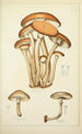 Histoire naturelle des champignons Pl09 - Guillaume Sicard — Ansicht des Kunstwerks
