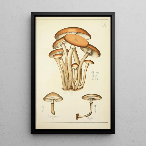 Histoire naturelle des champignons Pl09 - Guillaume Sicard — gerahmtes Bild an der Wand