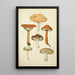 Geschichte der Natur der Pilze Pl10 - Guillaume Sicard — gerahmtes Bild an der Wand
