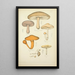 Histoire naturelle des champignons Pl12 - Guillaume Sicard — gerahmtes Bild an der Wand