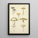 Histoire naturelle des champignons Pl13 - Guillaume Sicard — gerahmtes Bild an der Wand