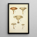 Geschichte der Natur der Pilze Pl16 - Guillaume Sicard — gerahmtes Bild an der Wand