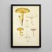 Naturgeschichte der Pilze Pl20 - Guillaume Sicard — gerahmtes Bild an der Wand
