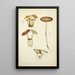 Geschichte der Natur der Pilze Pl21 - Guillaume Sicard — gerahmtes Bild an der Wand
