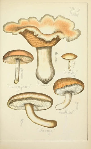Guillaume Sicard - Histoire naturelle des champignons Pl26.webp
