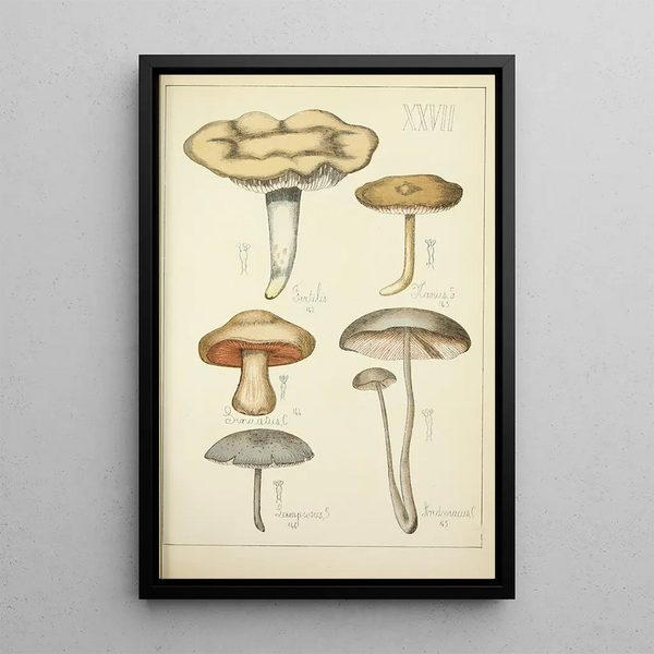 Histoire naturelle des champignons Pl27 - Guillaume Sicard — gerahmtes Bild an der Wand