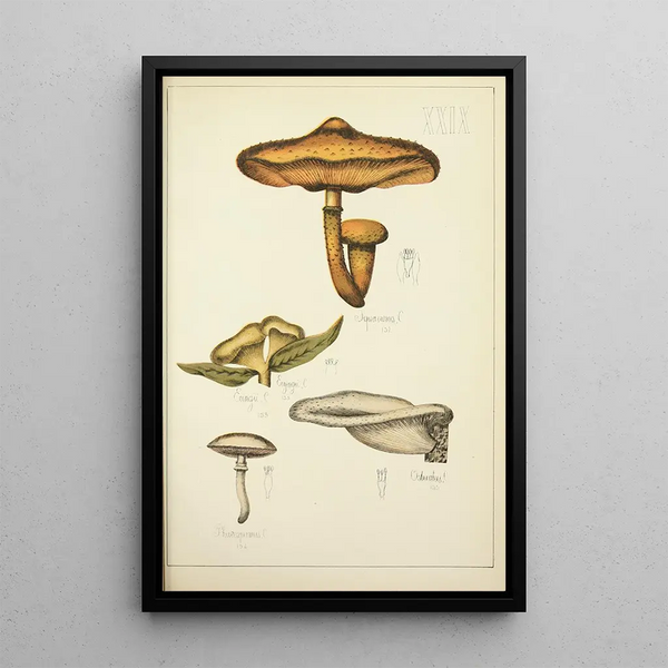Geschichte der Natur der Pilze Pl29 - Guillaume Sicard — gerahmtes Bild an der Wand