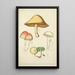 Naturgeschichte der Pilze Pl30 - Guillaume Sicard — gerahmtes Bild an der Wand