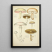 Histoire naturelle des champignons Pl32 - Guillaume Sicard — gerahmtes Bild an der Wand