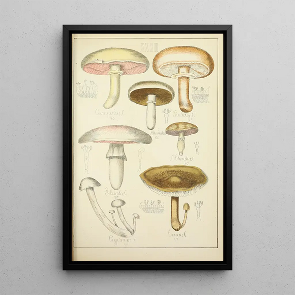 Histoire naturelle des champignons Pl32 - Guillaume Sicard — gerahmtes Bild an der Wand