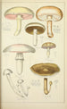Histoire naturelle des champignons Pl32 - Guillaume Sicard — Ansicht des Kunstwerks