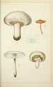 Histoire naturelle des champignons Pl33 - Guillaume Sicard — Ansicht des Kunstwerks