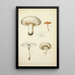 Histoire naturelle des champignons Pl33 - Guillaume Sicard — gerahmtes Bild an der Wand