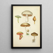 Geschichte der Natur der Pilze Pl34 - Guillaume Sicard — gerahmtes Bild an der Wand
