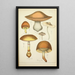 Histoire naturelle des champignons Pl35 - Guillaume Sicard — gerahmtes Bild an der Wand