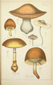 Histoire naturelle des champignons Pl35 - Guillaume Sicard — Ansicht des Kunstwerks