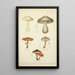 Naturgeschichte der Pilze Pl36 - Guillaume Sicard — gerahmtes Bild an der Wand