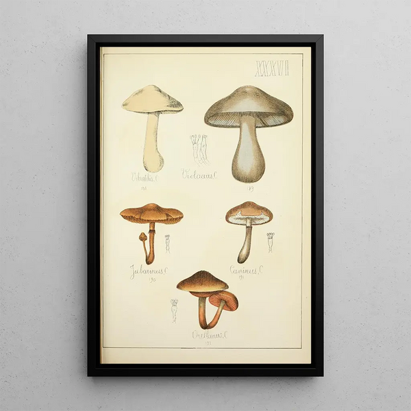 Naturgeschichte der Pilze Pl36 - Guillaume Sicard — gerahmtes Bild an der Wand