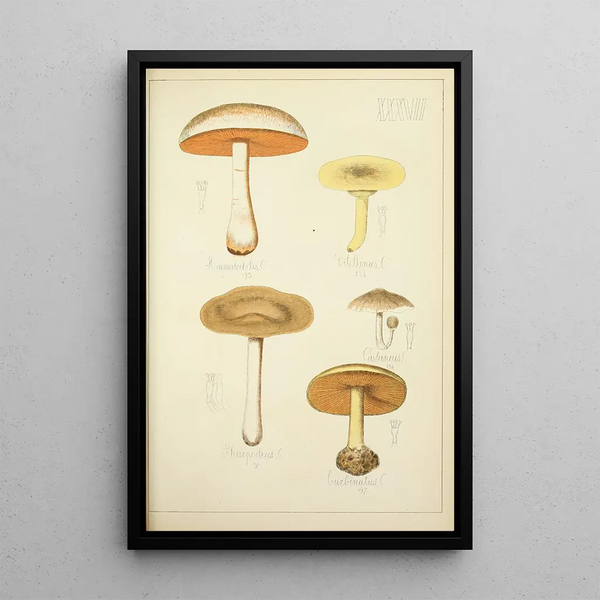 Geschichte der Natur der Pilze Pl37 - Guillaume Sicard — gerahmtes Bild an der Wand