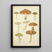 Geschichte der Natur der Pilze Pl38 - Guillaume Sicard — gerahmtes Bild an der Wand