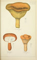 Geschichte der Natur der Pilze Pl39 - Guillaume Sicard — Ansicht des Kunstwerks