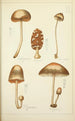 Naturgeschichte der Pilze Pl40 - Guillaume Sicard — Ansicht des Kunstwerks