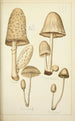 Naturgeschichte der Pilze Pl41 - Guillaume Sicard — Ansicht des Kunstwerks