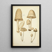 Naturgeschichte der Pilze Pl41 - Guillaume Sicard — gerahmtes Bild an der Wand