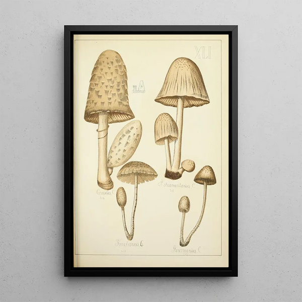 Naturgeschichte der Pilze Pl41 - Guillaume Sicard — gerahmtes Bild an der Wand
