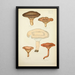 Naturgeschichte der Pilze Pl43 - Guillaume Sicard — gerahmtes Bild an der Wand