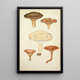 Guillaume Sicard - Histoire naturelle des champignons Pl43.webp