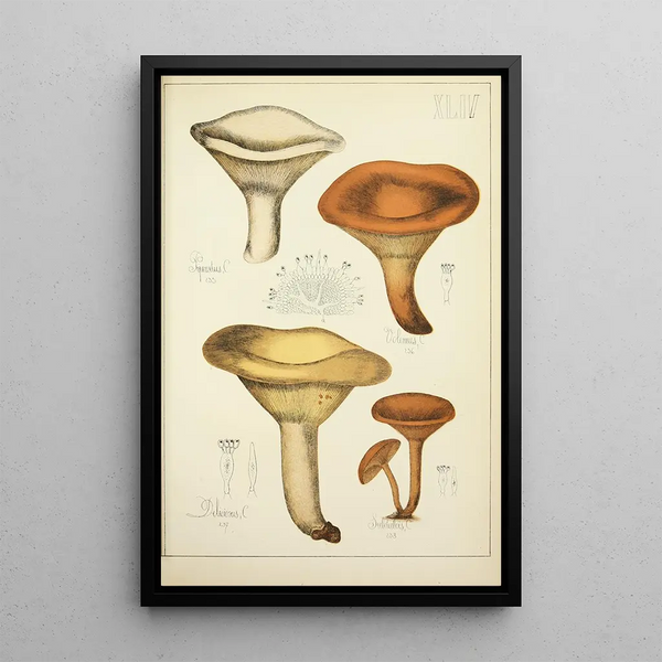 Naturgeschichte der Pilze Pl44 - Guillaume Sicard — gerahmtes Bild an der Wand
