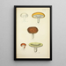 Naturgeschichte der Pilze Pl46 - Guillaume Sicard — gerahmtes Bild an der Wand