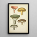 Histoire naturelle des champignons Pl47 - Guillaume Sicard — gerahmtes Bild an der Wand