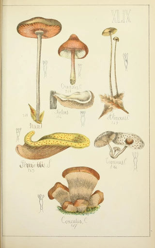 Guillaume Sicard - Histoire naturelle des champignons Pl49.webp