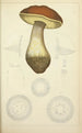 Histoire naturelle des champignons Pl50 - Guillaume Sicard — Ansicht des Kunstwerks