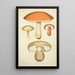 Geschichte der Natur der Pilze Pl52 - Guillaume Sicard — gerahmtes Bild an der Wand