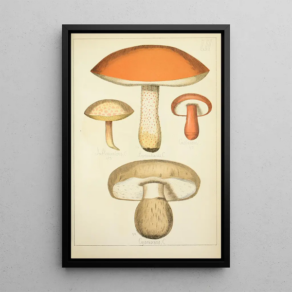 Geschichte der Natur der Pilze Pl52 - Guillaume Sicard — gerahmtes Bild an der Wand