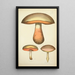 Geschichte der Natur der Pilze Pl53 - Guillaume Sicard — gerahmtes Bild an der Wand