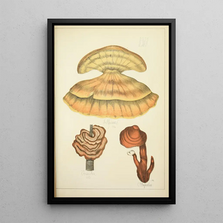 Guillaume Sicard - Histoire naturelle des champignons Pl56.webp