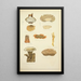 Histoire naturelle des champignons Pl57 - Guillaume Sicard — gerahmtes Bild an der Wand
