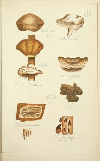 Guillaume Sicard - Histoire naturelle des champignons Pl59.webp