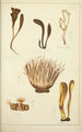 Geschichte der Natur der Pilze Pl62 - Guillaume Sicard — Ansicht des Kunstwerks