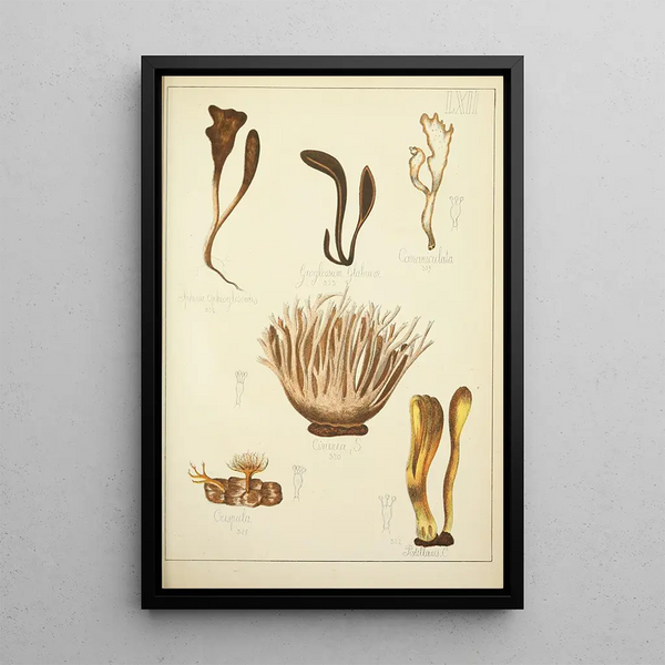 Geschichte der Natur der Pilze Pl62 - Guillaume Sicard — gerahmtes Bild an der Wand