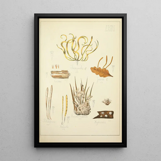 Guillaume Sicard - Histoire naturelle des champignons Pl63.webp