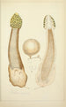Histoire naturelle des champignons Pl64 - Guillaume Sicard — Ansicht des Kunstwerks