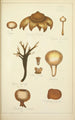 Histoire naturelle des champignons Pl66 - Guillaume Sicard — Ansicht des Kunstwerks
