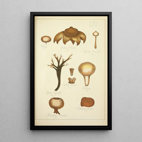 Histoire naturelle des champignons Pl66 - Guillaume Sicard — gerahmtes Bild an der Wand