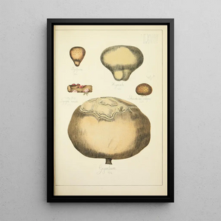 Guillaume Sicard - Histoire naturelle des champignons Pl67.webp