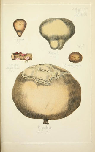 Guillaume Sicard - Histoire naturelle des champignons Pl67.webp